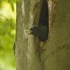 Black Woodpecker